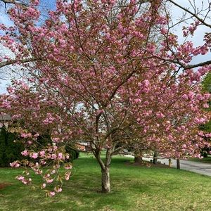 Meet your Posher, Izzy